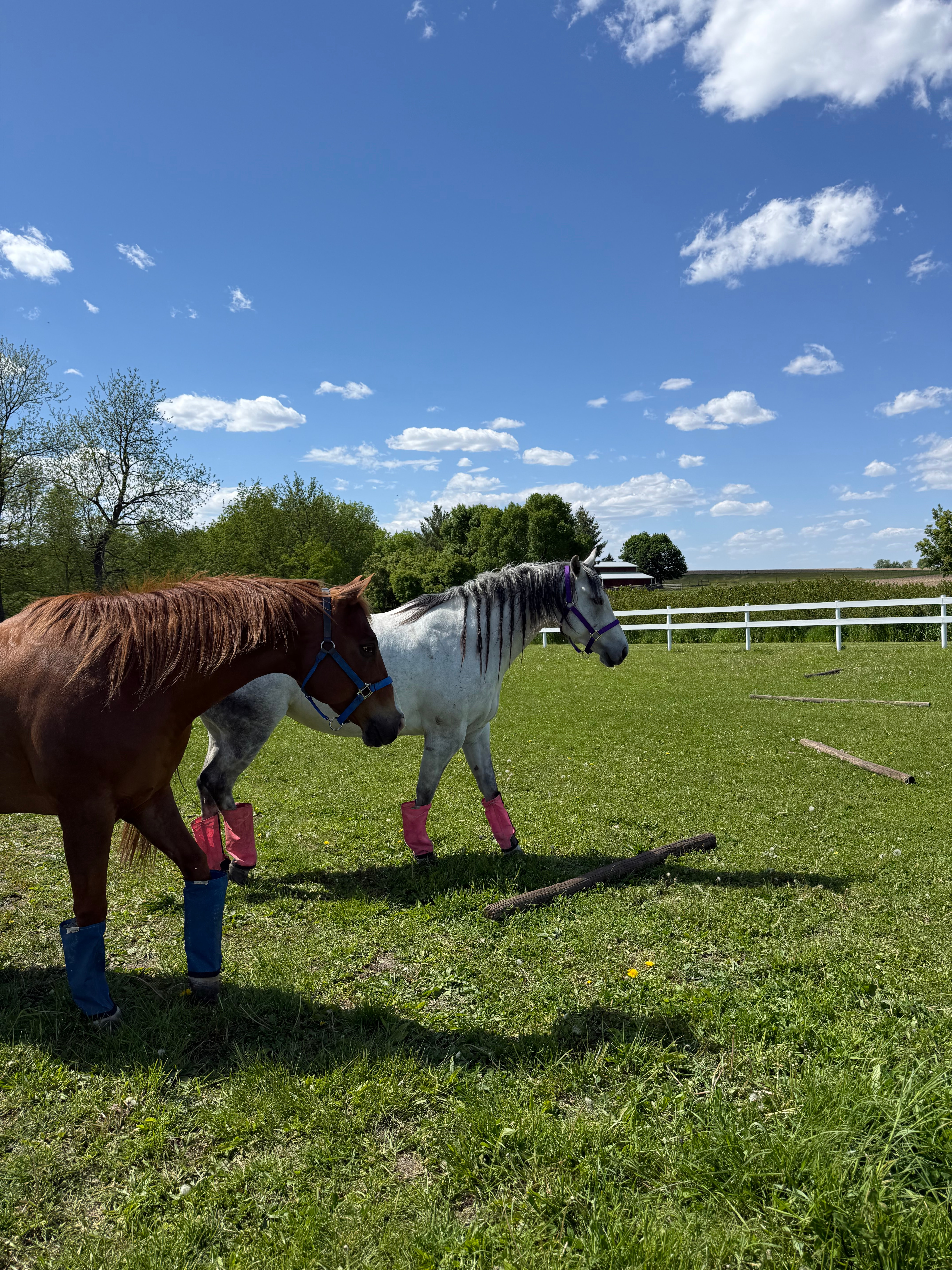 Wide view of a quarter horse in the pen at Outdoor Equestrian